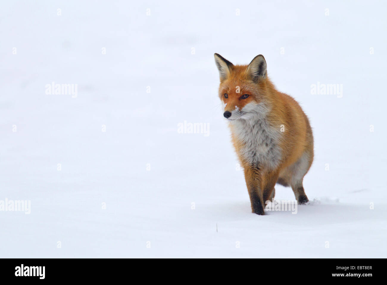 red fox (Vulpes vulpes), walking over a snow-covered meadow, Germany, Saxony, Oberlausitz Stock Photo