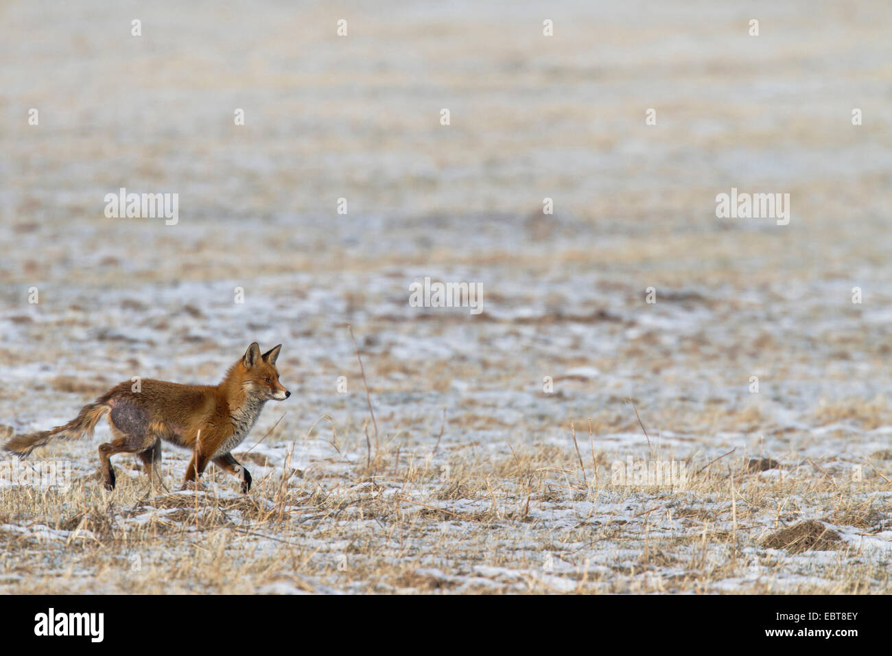 red fox (Vulpes vulpes), with mange, walking over a frozen meadow Stock Photo