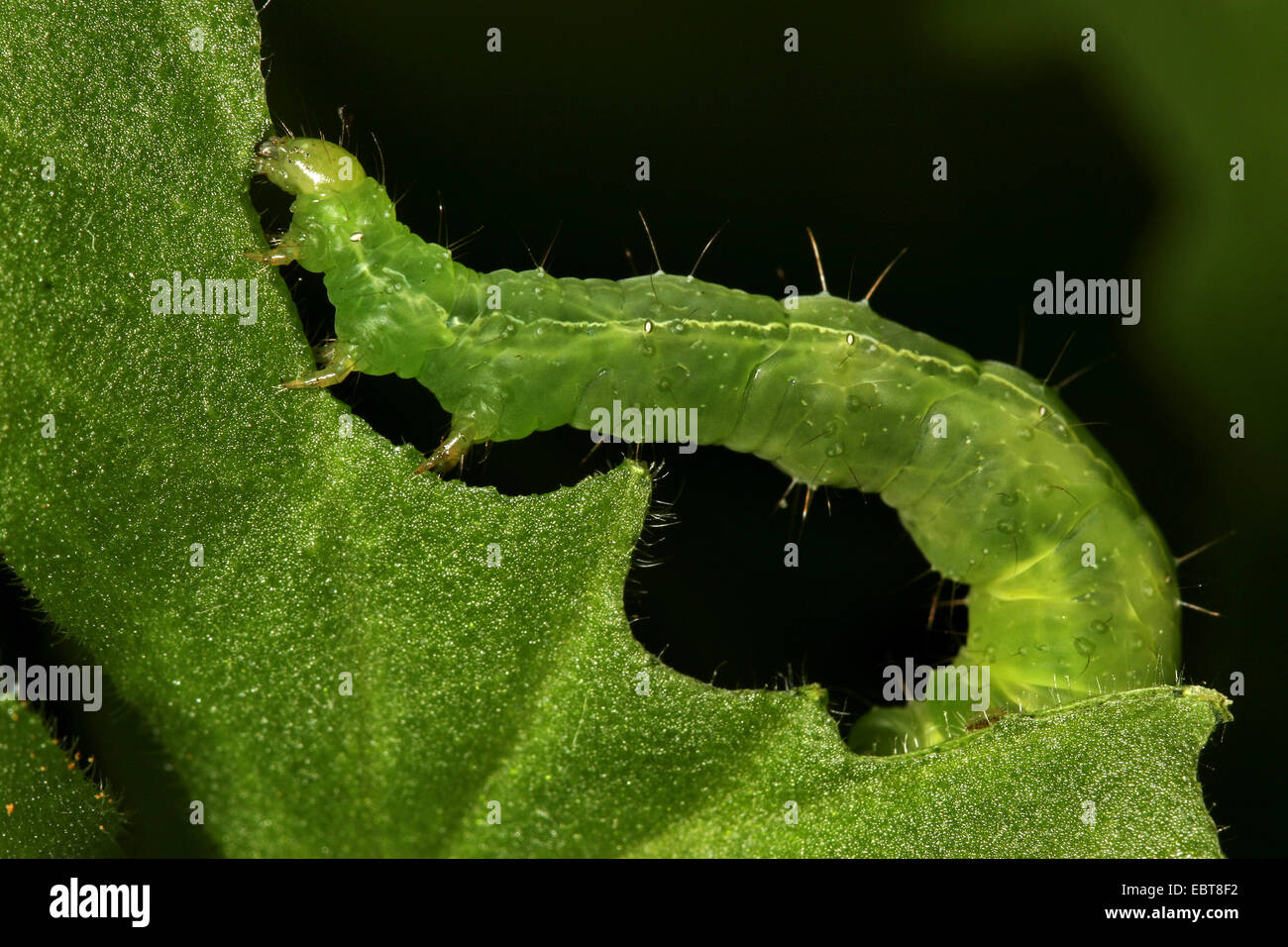 green caterpillar feeding on a leaf, Germany Stock Photo - Alamy
