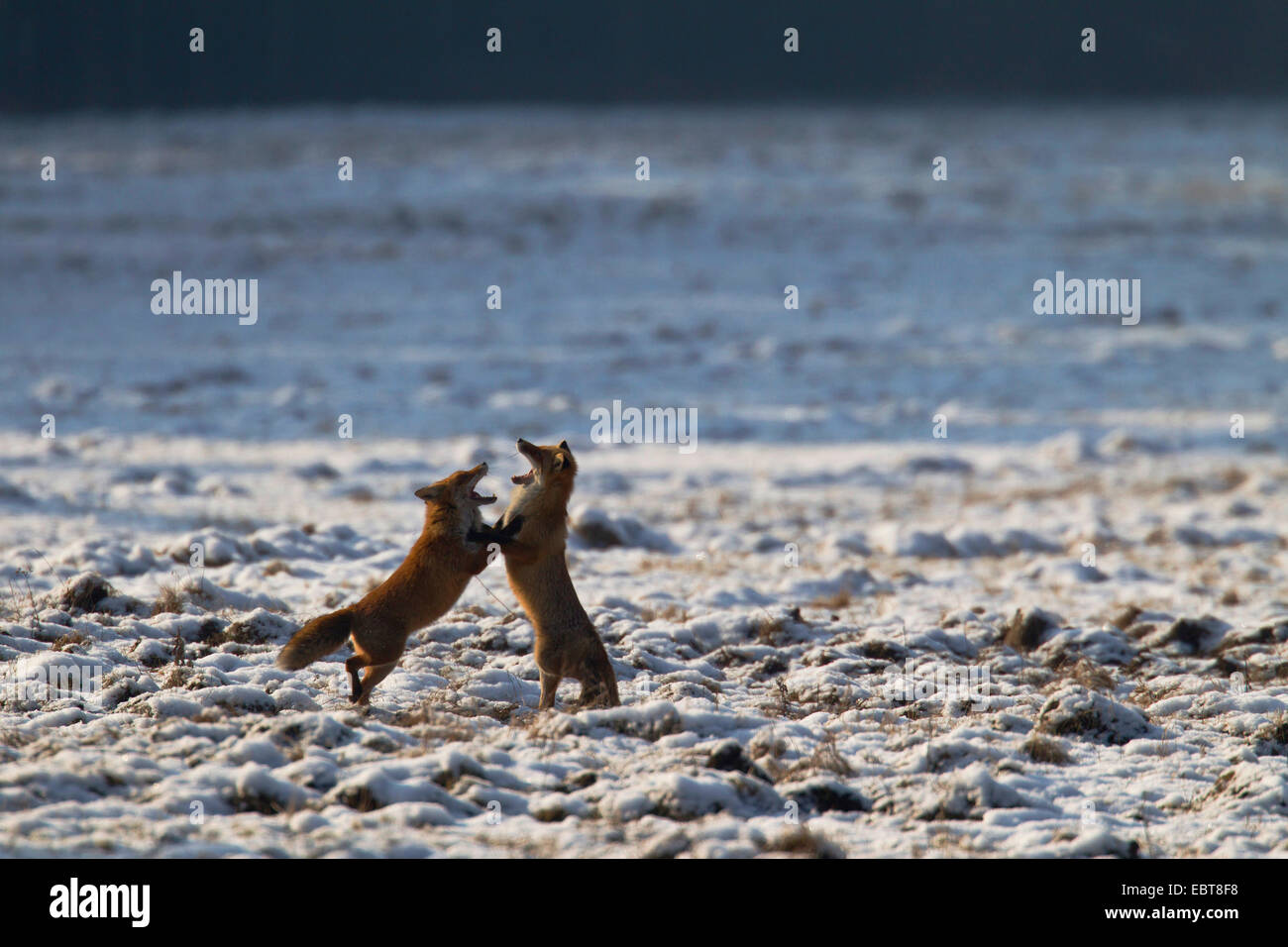 couple in mating period rollick about in a frozen meadow, Germany, Saxony, Oberlausitz Stock Photo