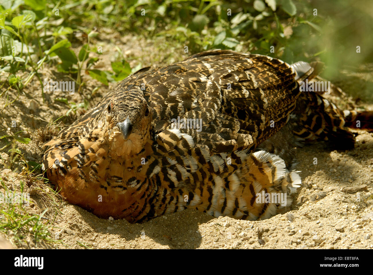 western capercaillie, wood grouse (Tetrao urogallus), hen taling a sand bath, Germany Stock Photo