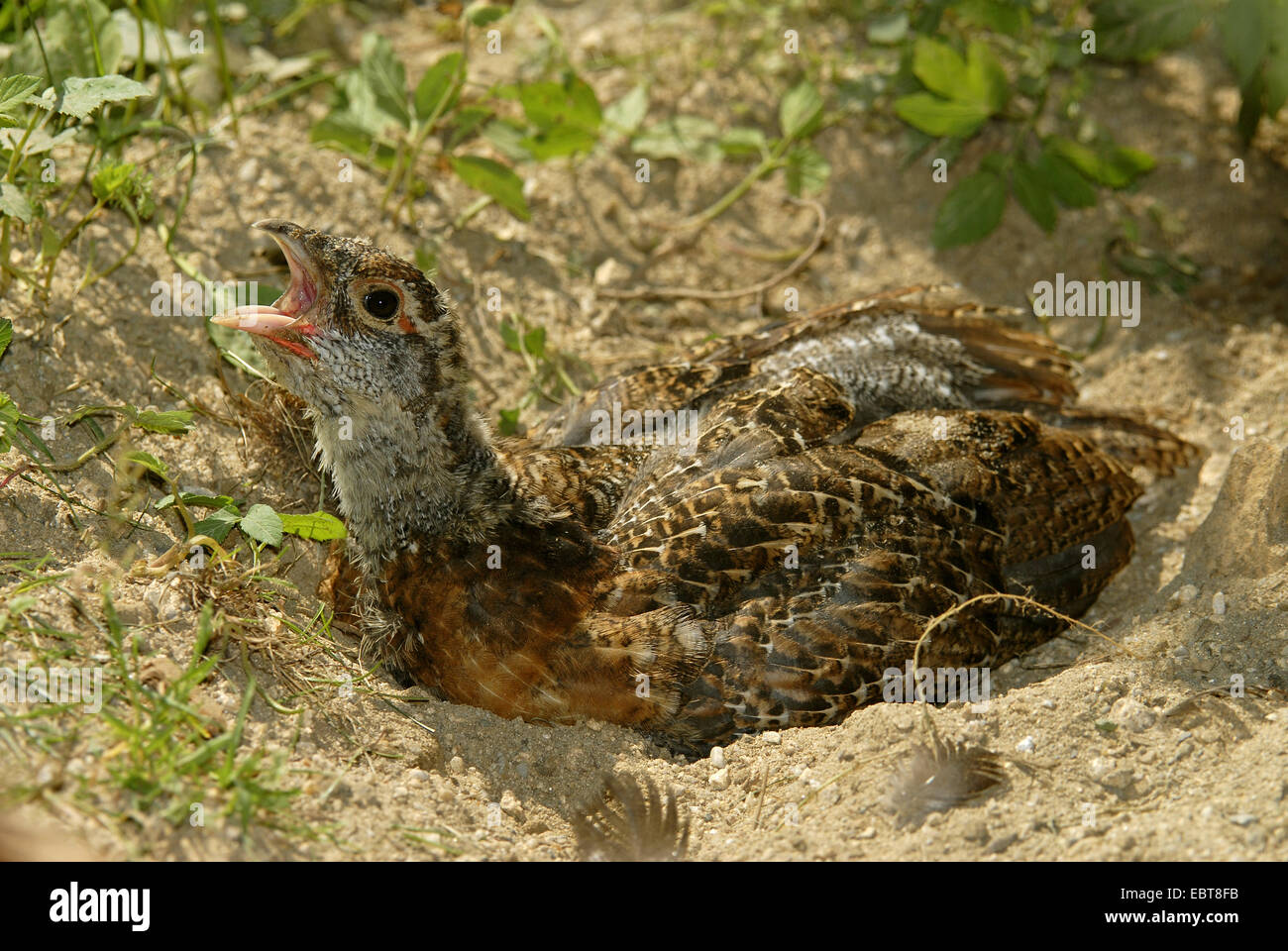 western capercaillie, wood grouse (Tetrao urogallus), chick taking a sand bath, Germany Stock Photo