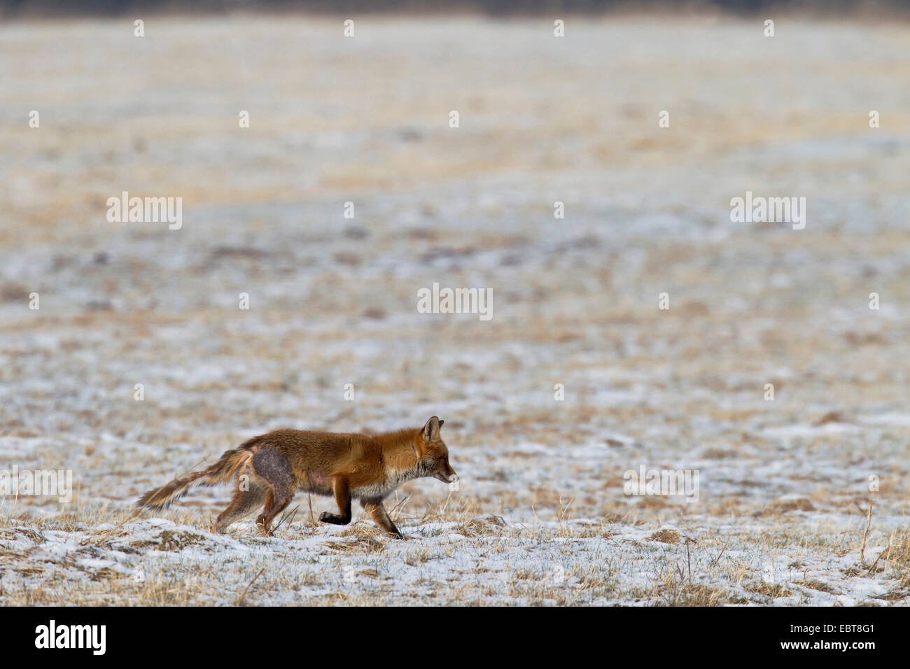 red fox (Vulpes vulpes), with mange, walking over a frozen meadow Stock Photo