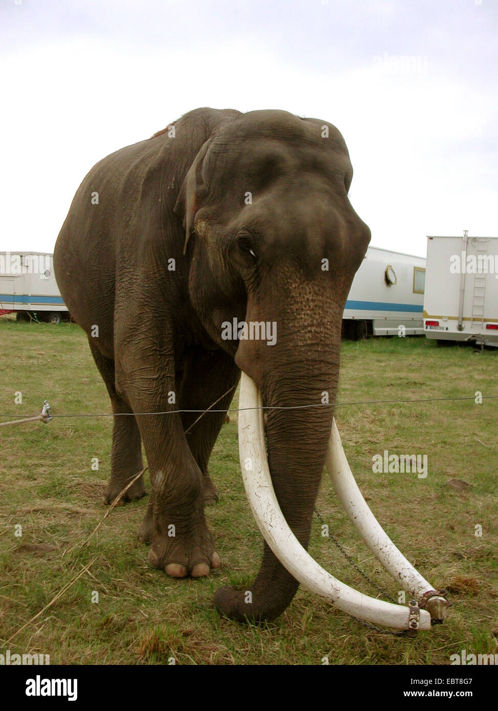 Indian elephant (Elephas maximus indicus, Elephas maximus bengalensis), circus animal: In Germany hundreds of wild animals are kept although a species-appropriate keeping is impossible in travelling enterprises. In Austria wild animal keeping is already prohibited., Germany, Stock Photo
