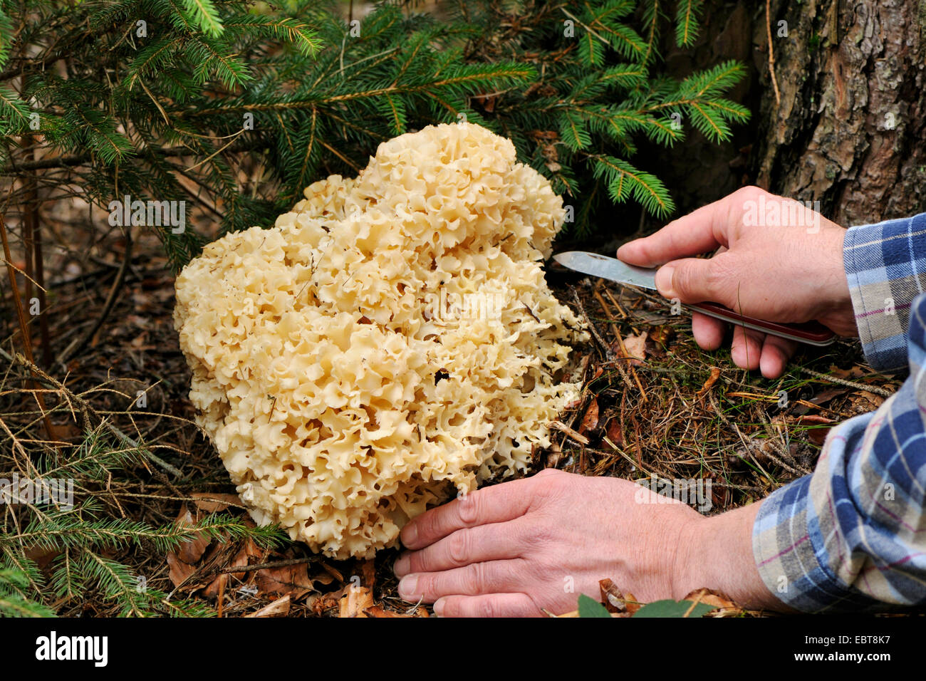 wood cauliflower, cauliflower mushroom (Sparassis crispa), being harvested from the forest ground, Germany Stock Photo