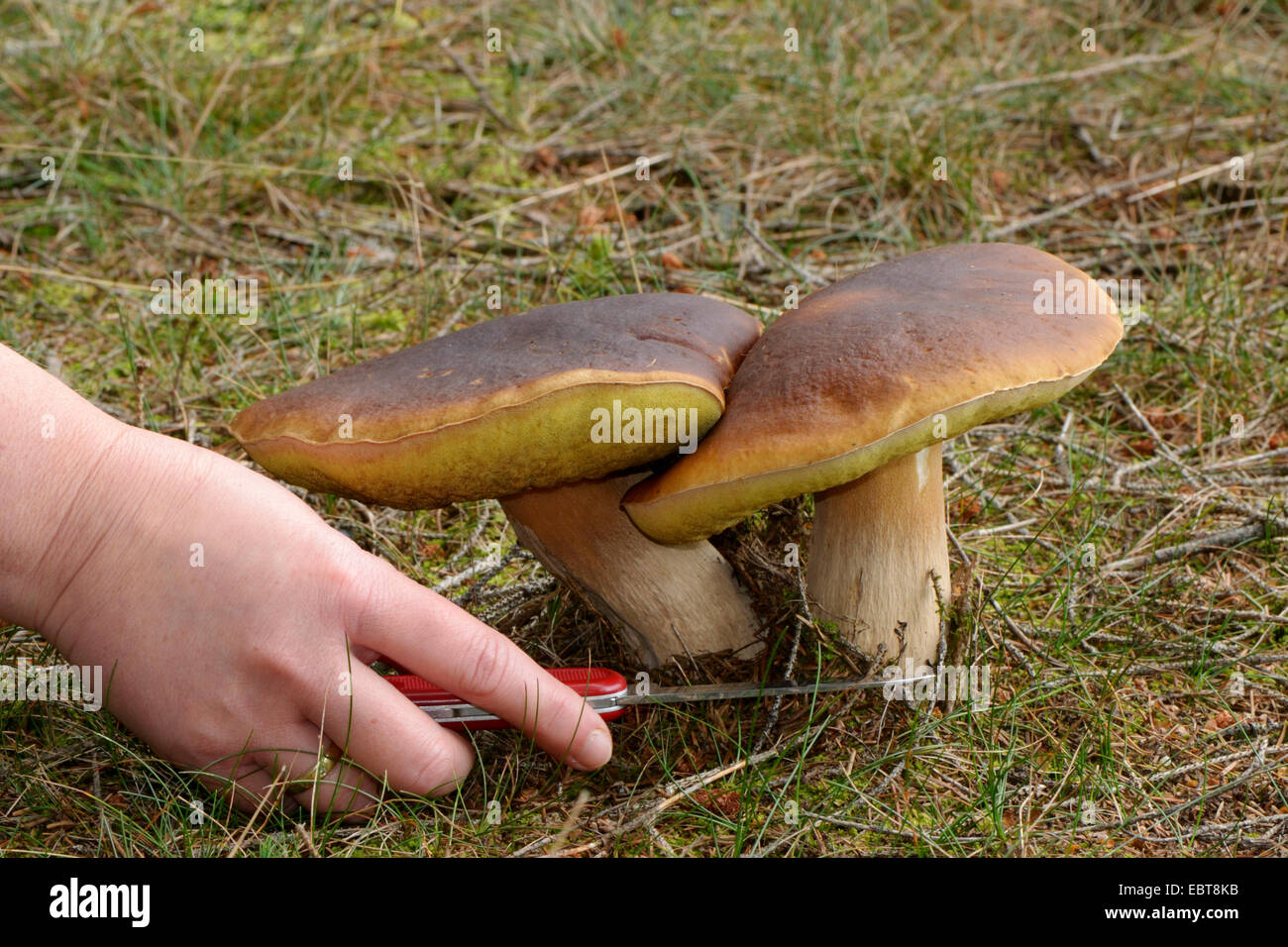 penny bun, cep (Boletus edulis), two exemplars being harvested with a pocket knife, Germany Stock Photo
