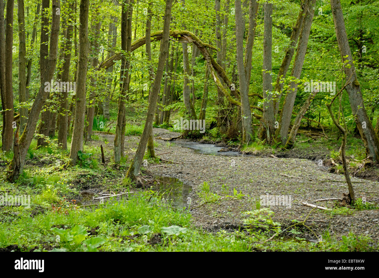 riverbed of the Banfe through a forest in the National Park Kellerwald-Edersee, Germany, Hesse, Kellerwald National Park Stock Photo