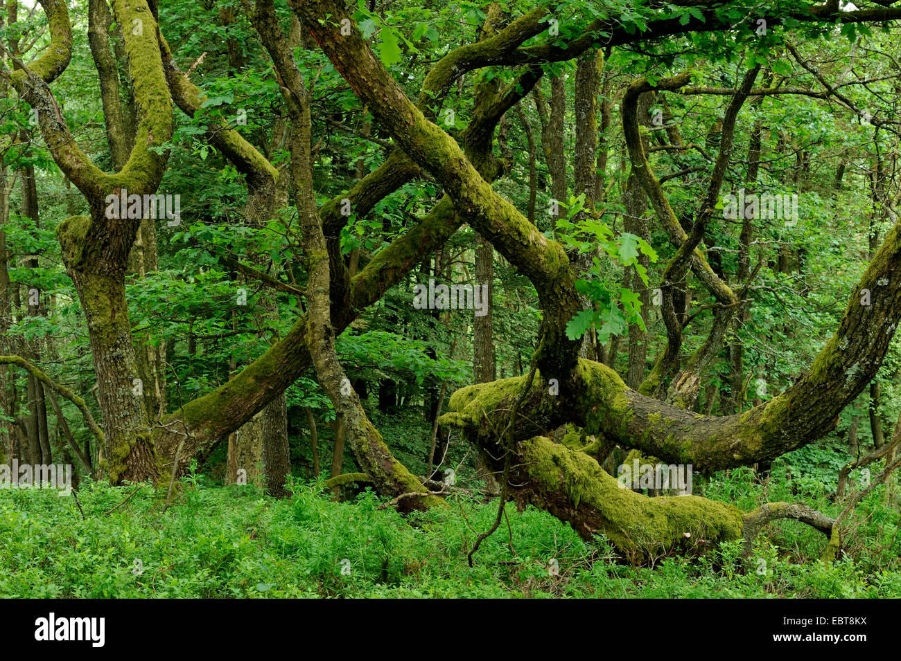 oak (Quercus spec.), coppice with mossy oaks, Germany, North Rhine-Westphalia, Sauerland, Sundern Stock Photo