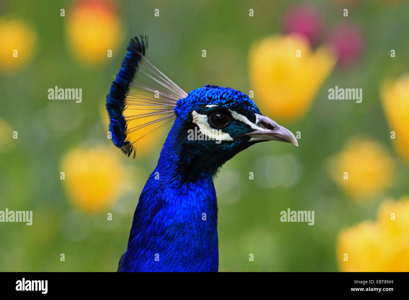 common peafowl (Pavo cristatus), lateral portrait of a male in front of a flower bed Stock Photo