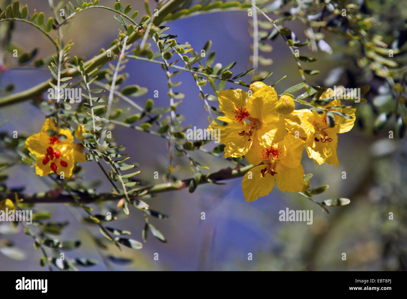 blooming bush in palo Verde, USA, Arizona, Phoenix Stock Photo