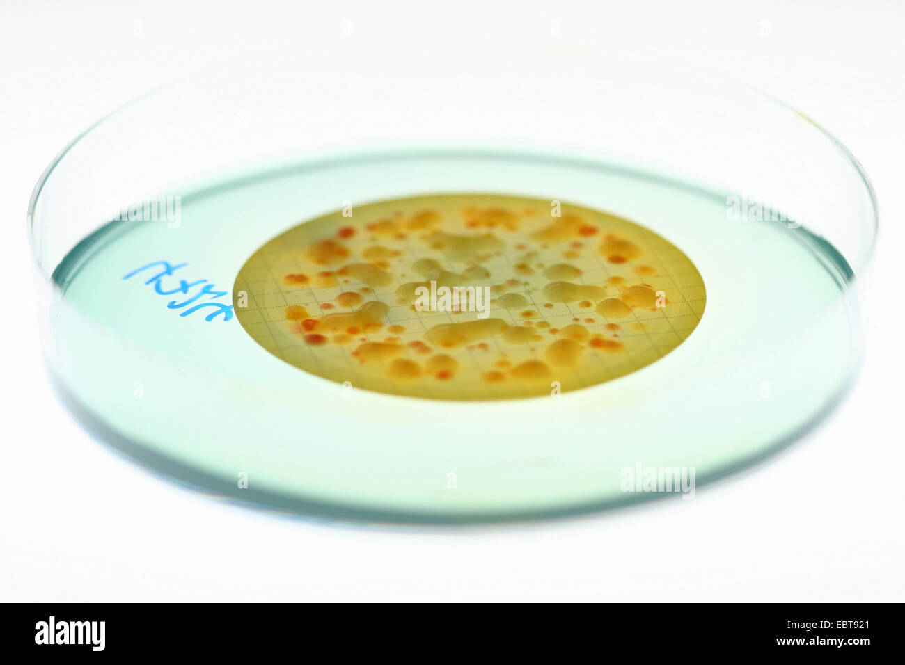Petri dish with bacterial culture Stock Photo Alamy