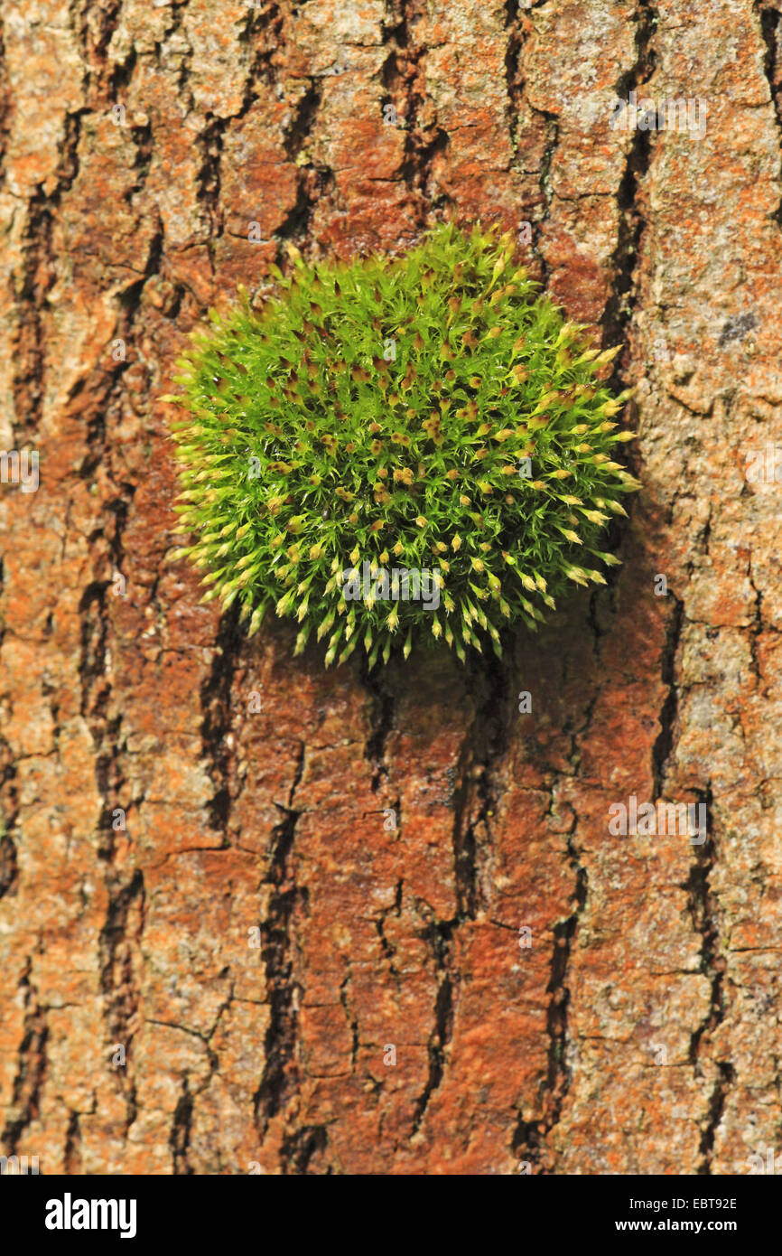 Orthotrichum Moss (Orthotrichum affine), at a tree trunk, Germany, Baden-Wuerttemberg Stock Photo