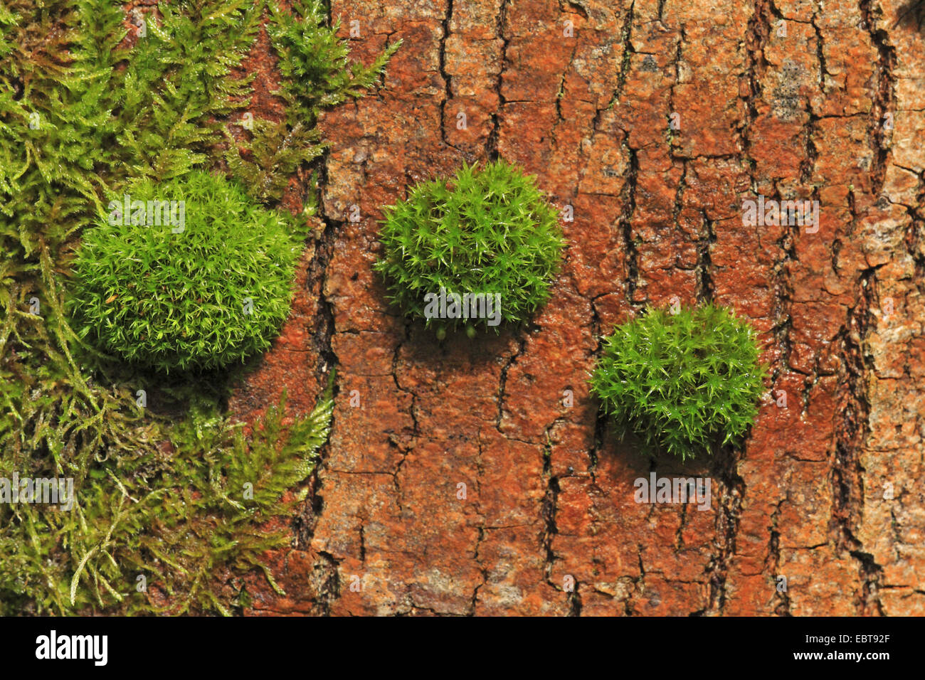 Orthotrichum Moss (Orthotrichum affine), at a tree trunk, Germany, Baden-Wuerttemberg Stock Photo