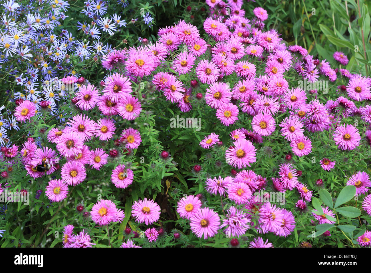 aster (Aster spec.), blooming autumn asters Stock Photo