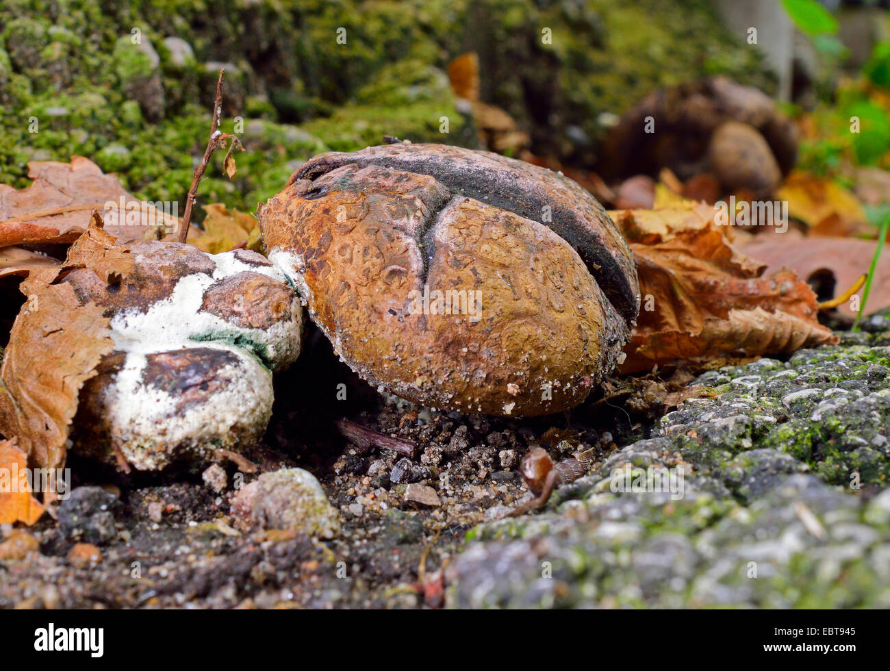Leopard earthball (Scleroderma areolatum), in a street border, Germany Stock Photo