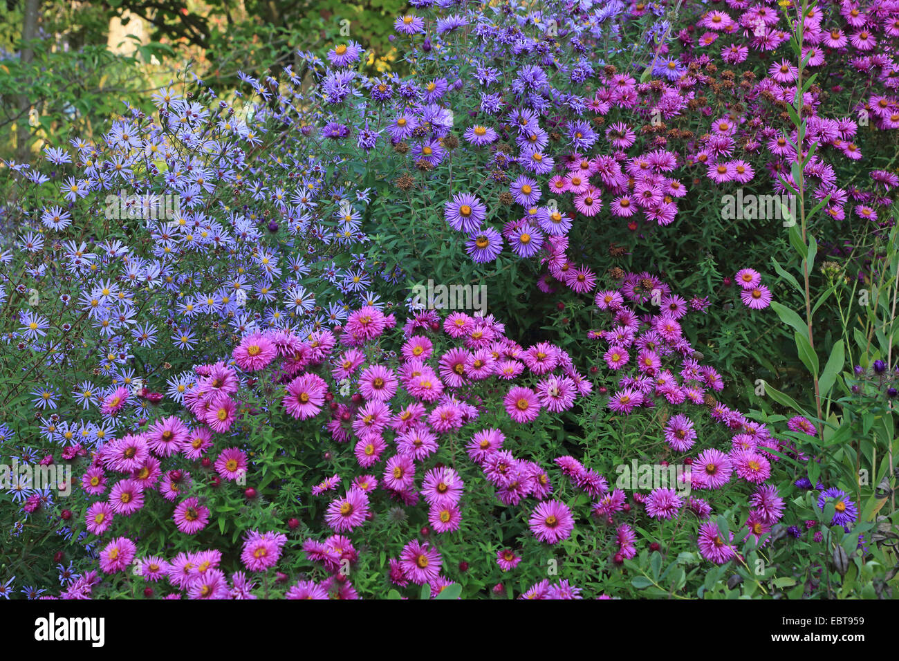 aster (Aster spec.), blooming autumn asters Stock Photo