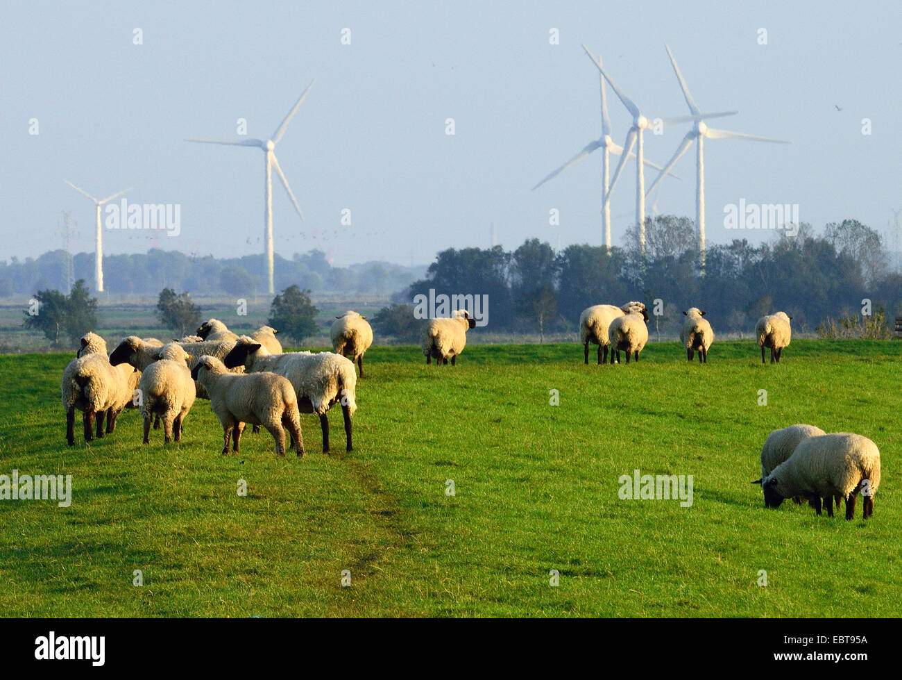 flock of sheep, wind wheels in the background, Germany Stock Photo