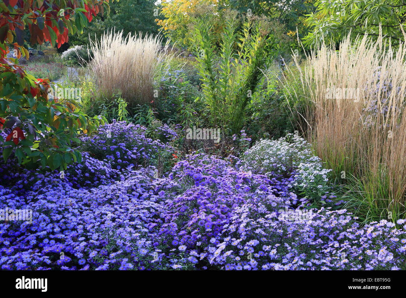 garden in autum with asters and grasses, Germany Stock Photo