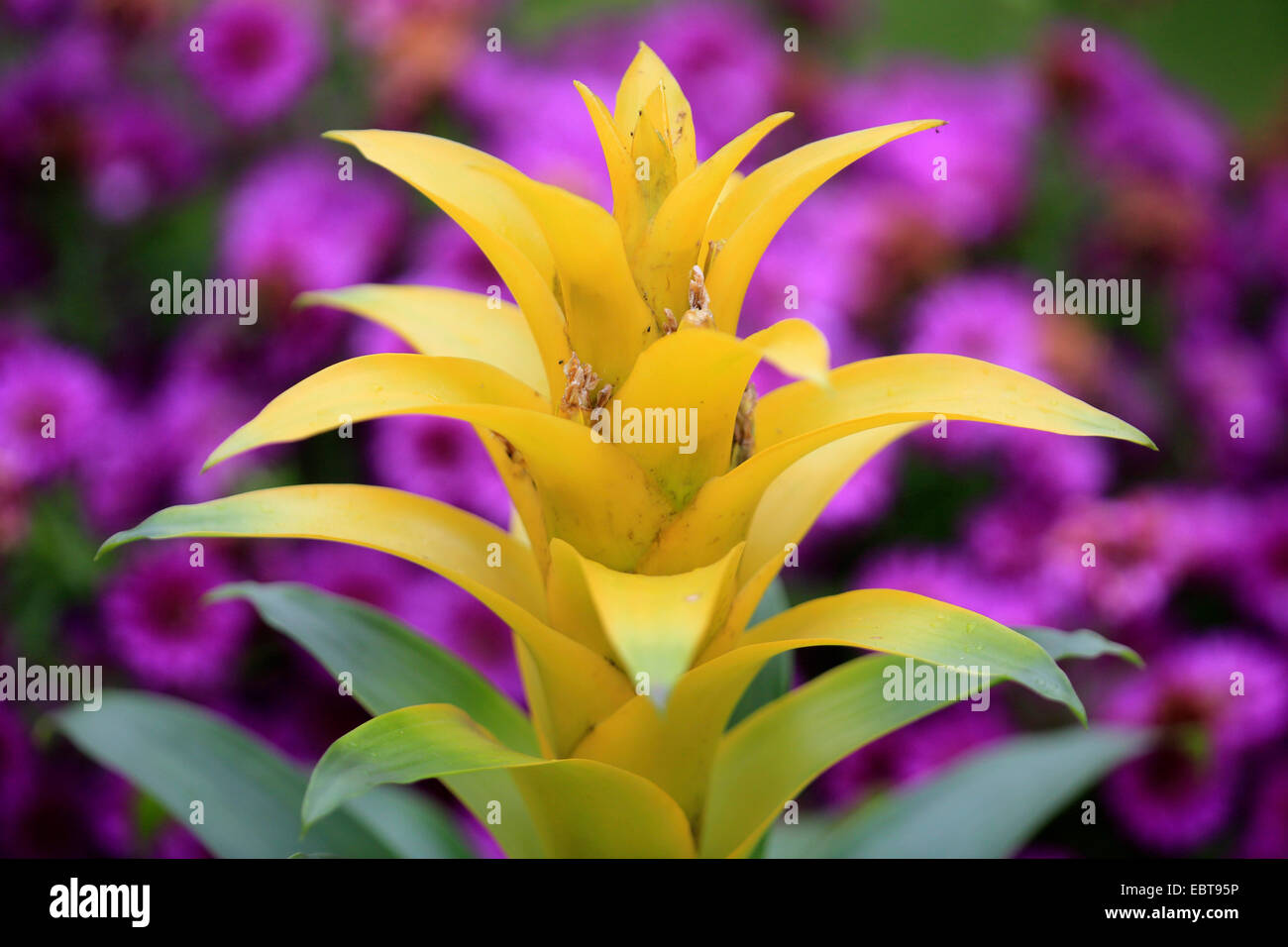 guzmania hybrid (Guzmania 'Diana', Guzmania Diana), cultivar Diana Stock Photo