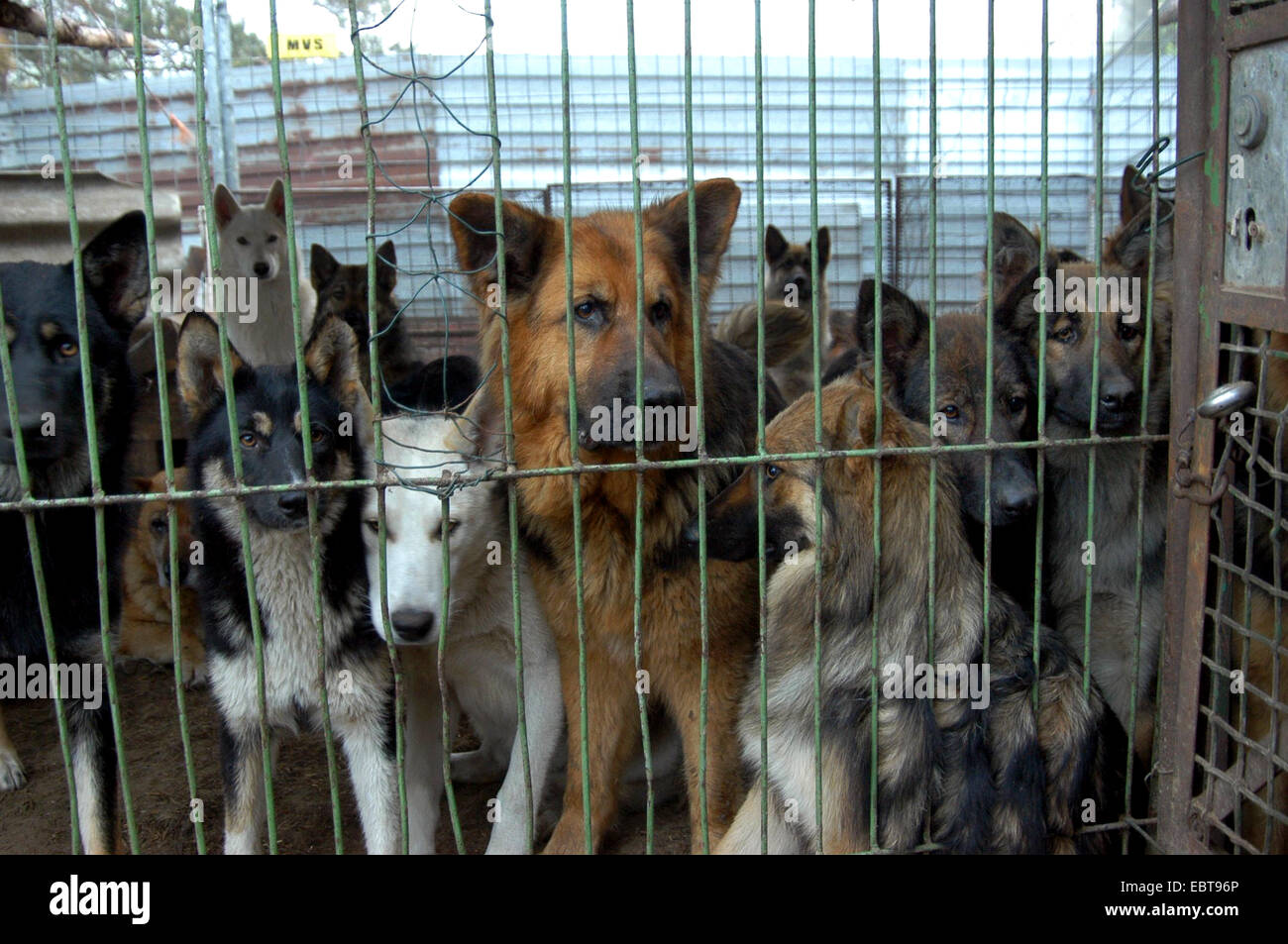Kennel dogs hi-res stock photography and images - Alamy