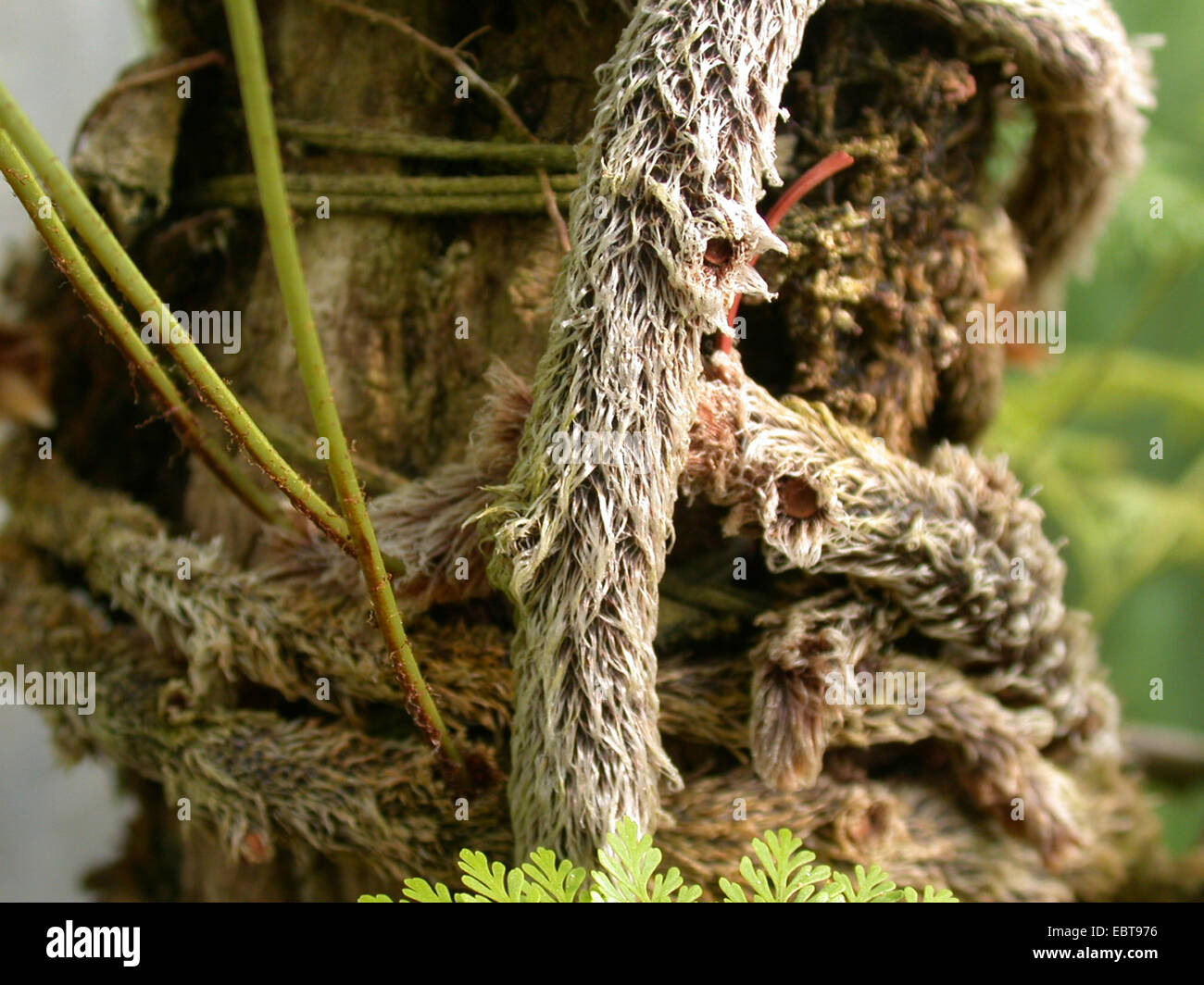 Rabbit's Foot Fern (Davallia fejeensis), climbing rhizome Stock Photo