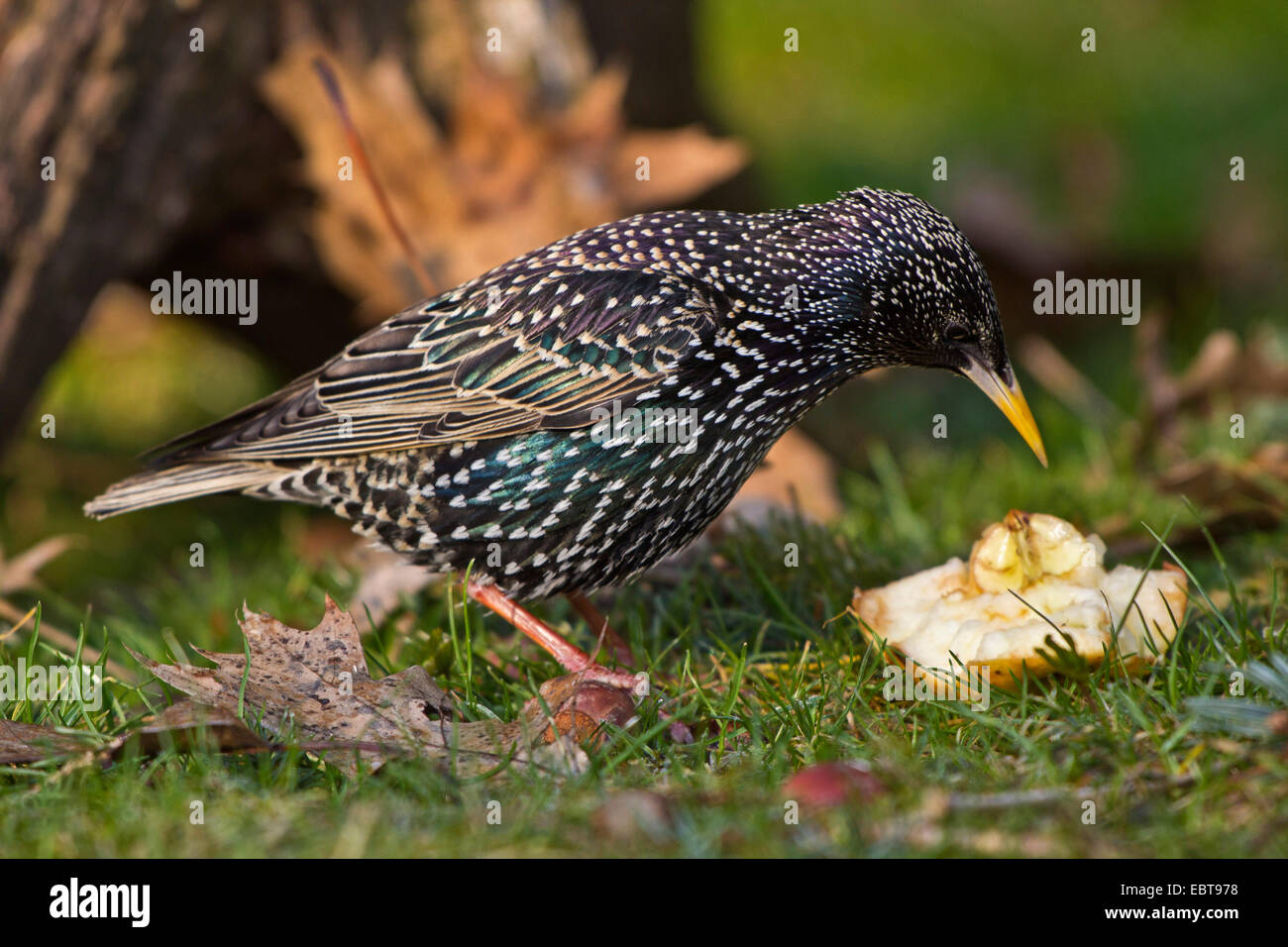 common starling (Sturnus vulgaris), in breeding dresses, feeding on an apple, Germany, Bavaria Stock Photo