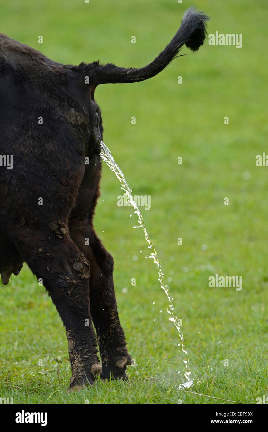 domestic cattle (Bos primigenius f. taurus), peeing cow, Germany, Bavaria Stock Photo