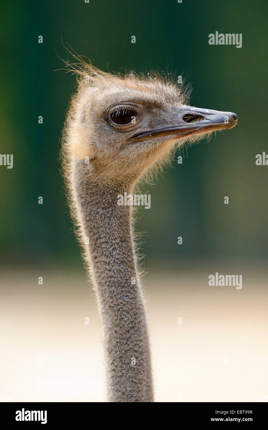 greater rhea (Rhea americana), portrait Stock Photo - Alamy