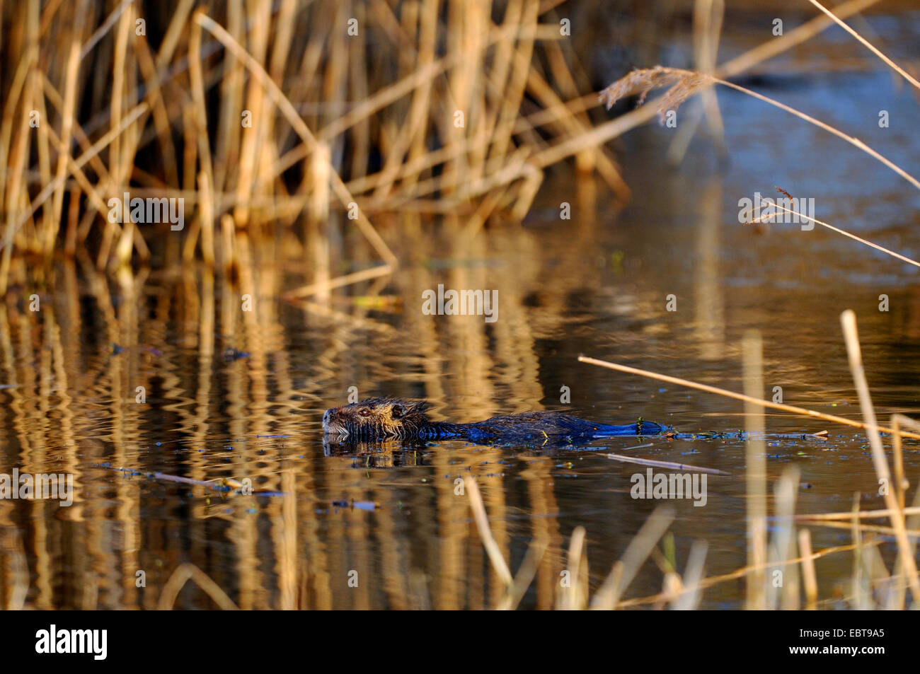 muskrat (Ondatra zibethica), swimming into the reed belt of a lake, Germany Stock Photo