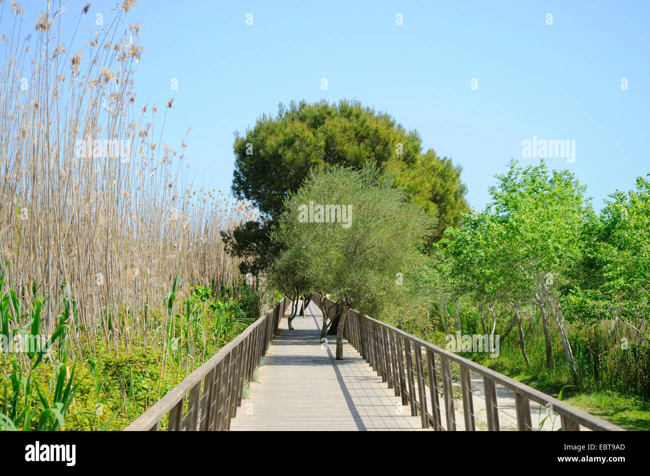 wooden boardwalk through the Parc natural de s�Albufera de Mallorca info centre, Spain, Balearen, Majorca, Albufera National Park Stock Photo