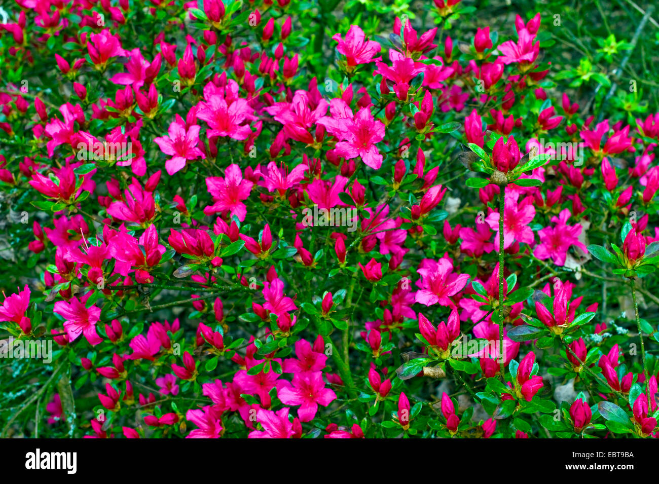 rhododendron (Rhododendron 'Favorite', Rhododendron Favorite), cultivar Favorite Stock Photo