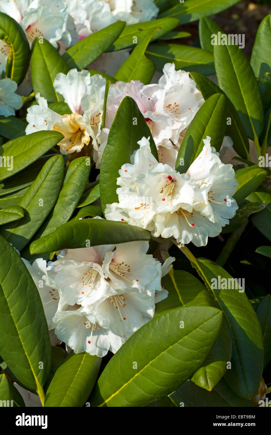 rhododendron (Rhododendron 'Great Dane', Rhododendron Great Dane), cultivar Great Dane Stock Photo