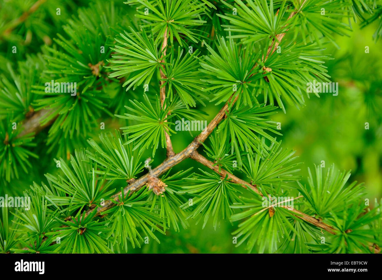 common larch, European larch (Larix decidua, Larix europaea), branch, Germany Stock Photo