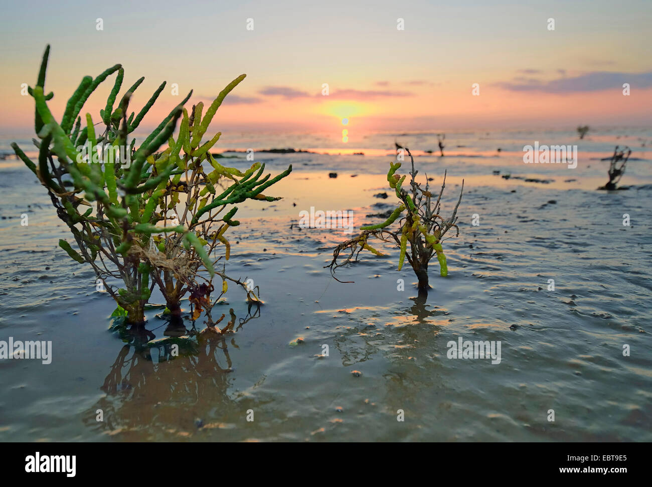 Slender grasswort, Glasswort, Common glasswort (Salicornia europaea agg.), in the wadden sea at sunset, Germany, Lower Saxony, East Frisia, Pilsumer Watt Stock Photo