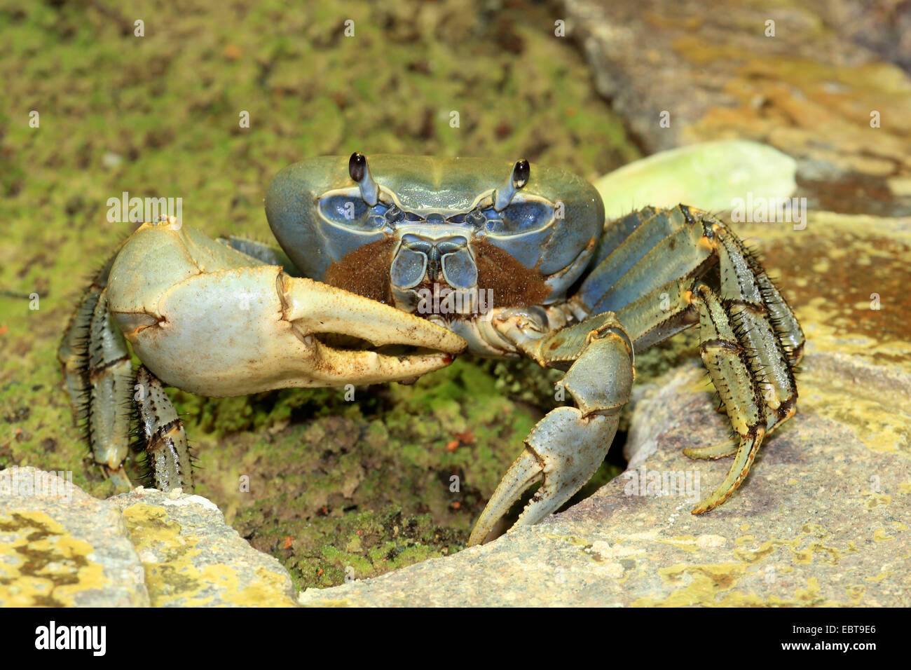rainbow crab, West African rainbow crab (Cardisoma armatum), on the beach, Angola Stock Photo