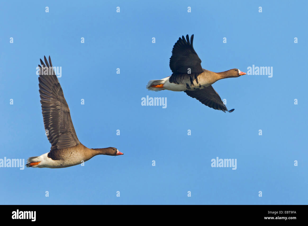 white-fronted goose (Anser albifrons), two individuals flying, Netherlands, Texel Stock Photo