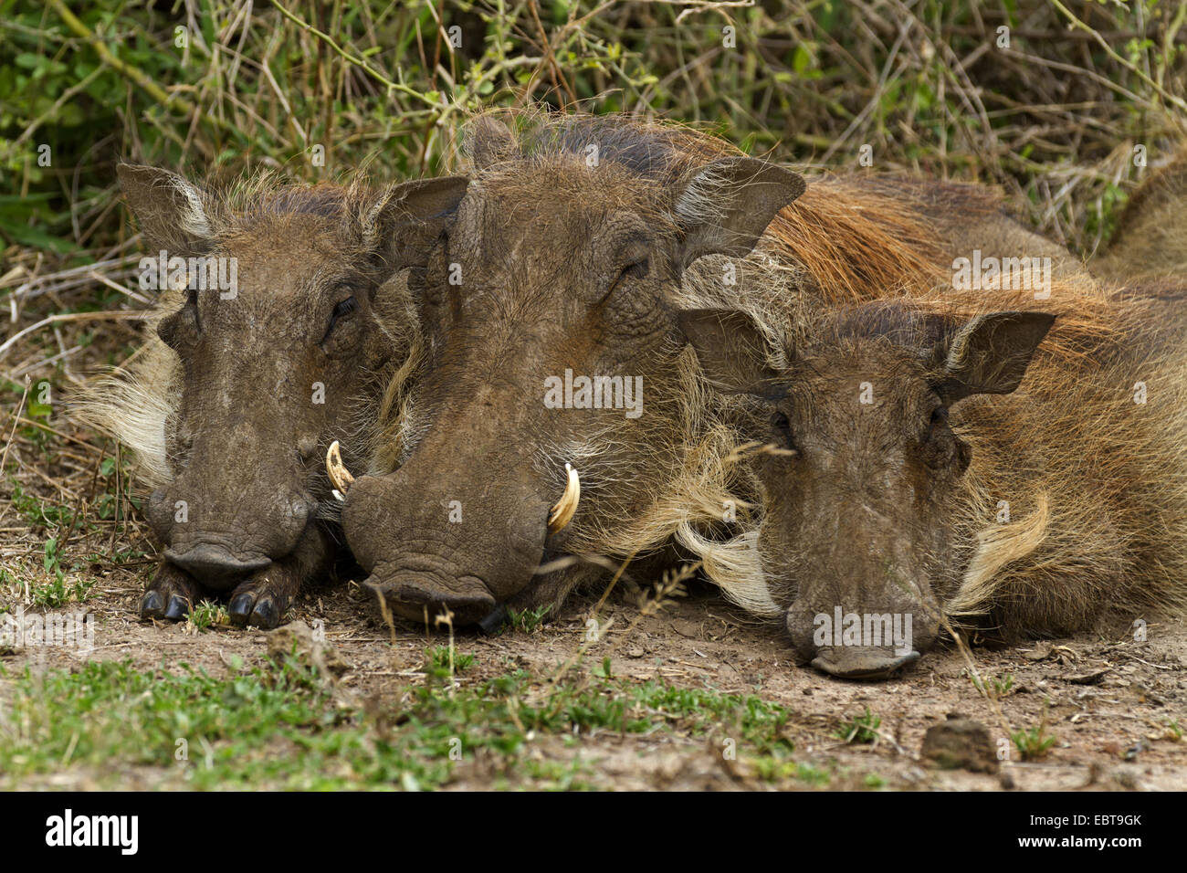 common warthog, savanna warthog (Phacochoerus africanus), sleeping, South Africa, Hluhluwe-Umfolozi National Park Stock Photo