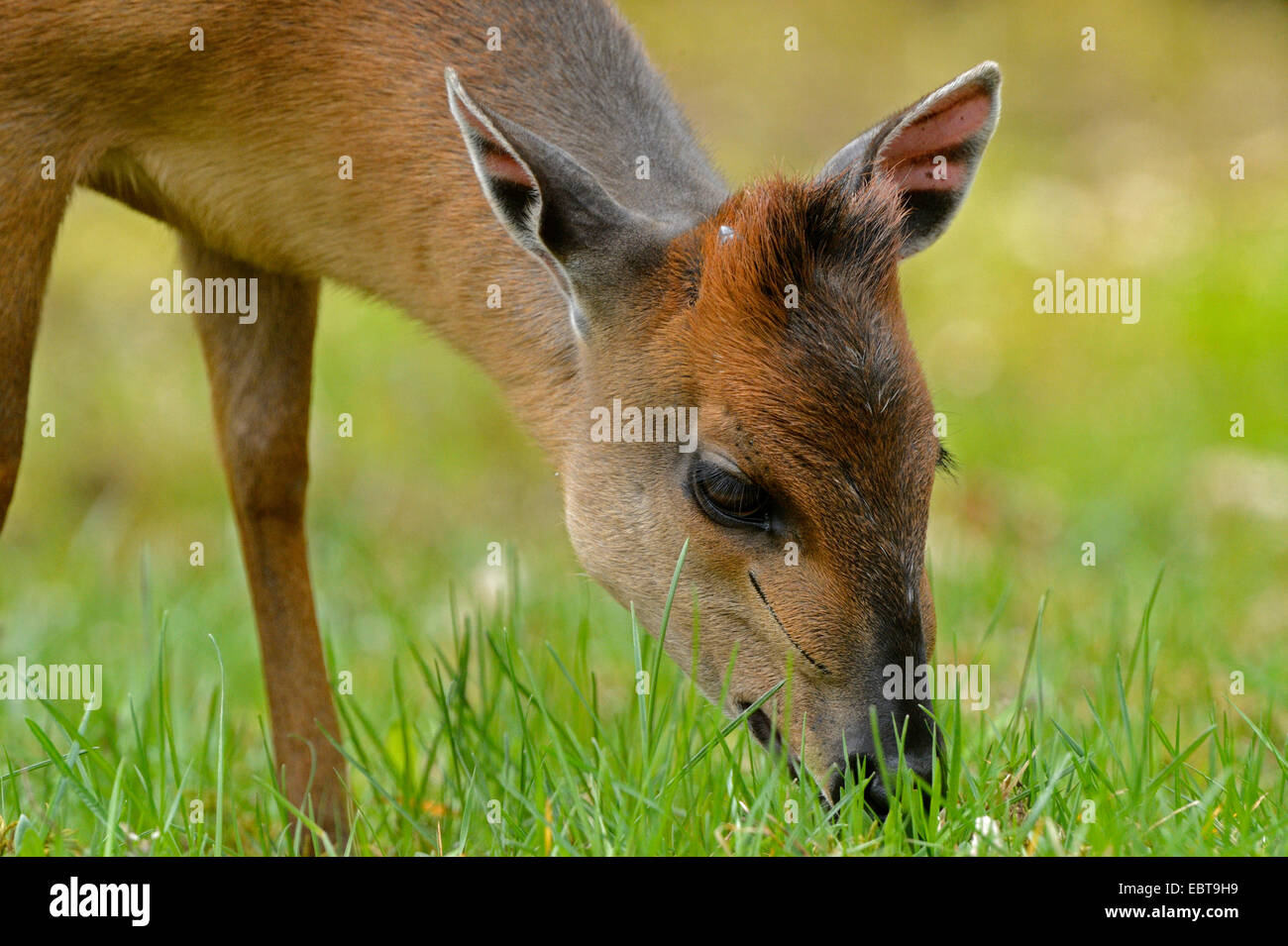 red forest duiker (Cephalophus natalensis), grazing Stock Photo