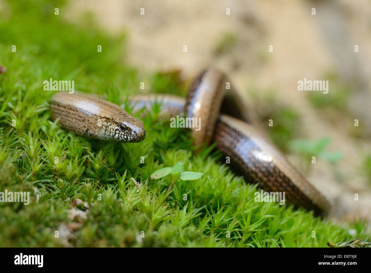 European slow worm, blindworm, slow worm (Anguis fragilis), creeping on moos, Germany Stock Photo