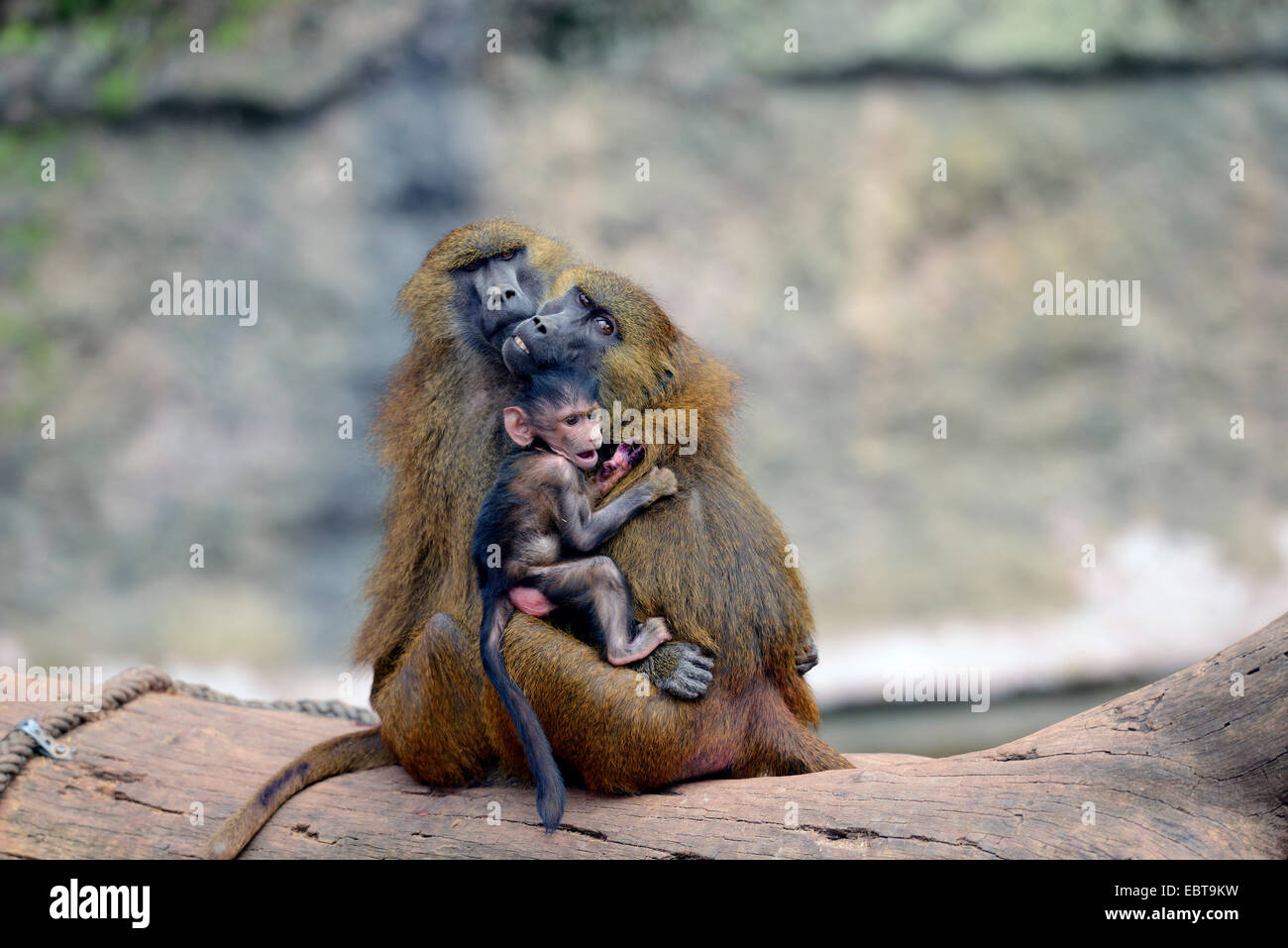 Died Baby Baboon