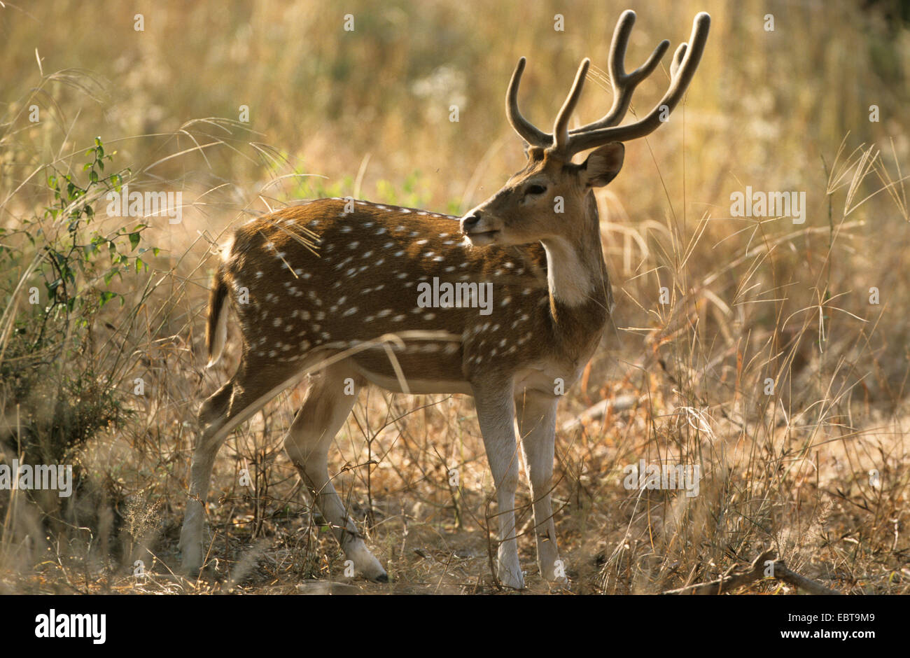 spotted deer, axis deer, chital (Axis axis, Cervus axis), bull, India Stock Photo