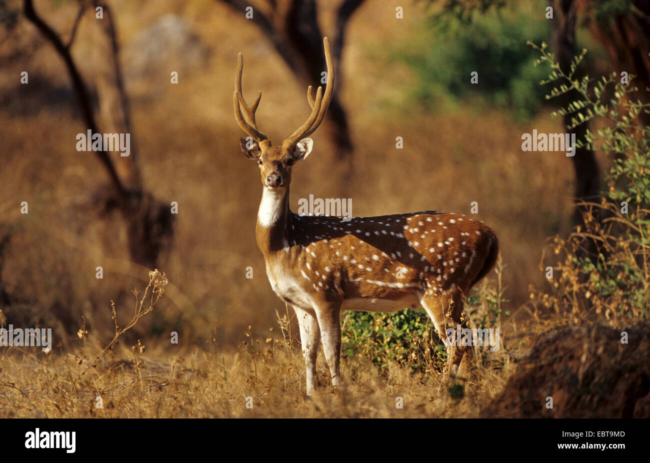 spotted deer, axis deer, chital (Axis axis, Cervus axis), bull, India