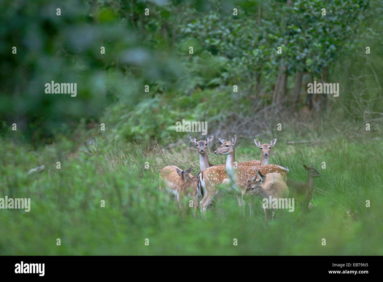 fallow deer (Dama dama, Cervus dama), hinds with calves standing in a clearing, Germany, Schleswig-Holstein Stock Photo