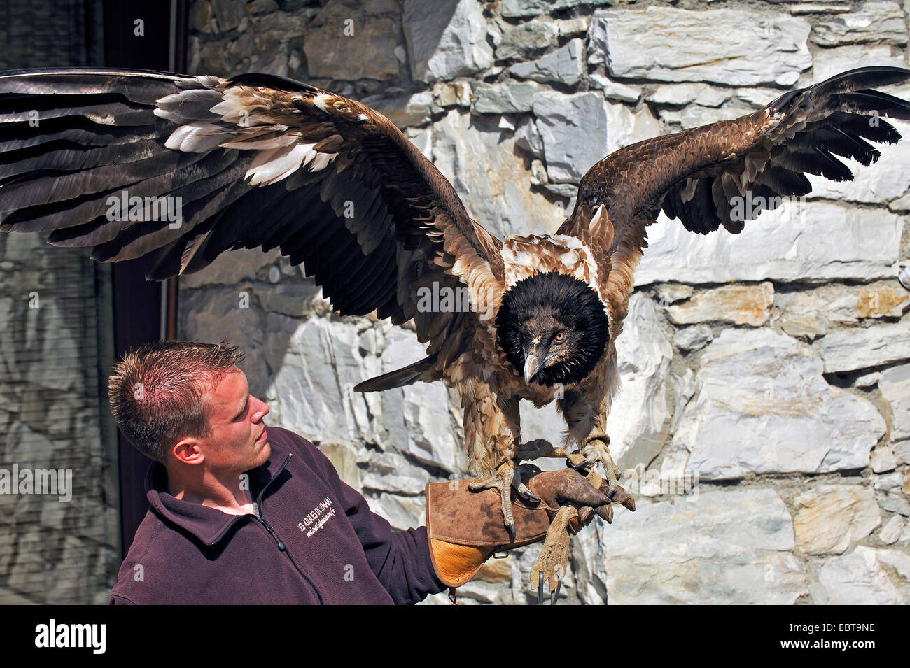 Lammergeier; Lammergeyer; Bearded Vulture (Gypaetus barbatus), falconer with a one year old bird on the arm, France Stock Photo