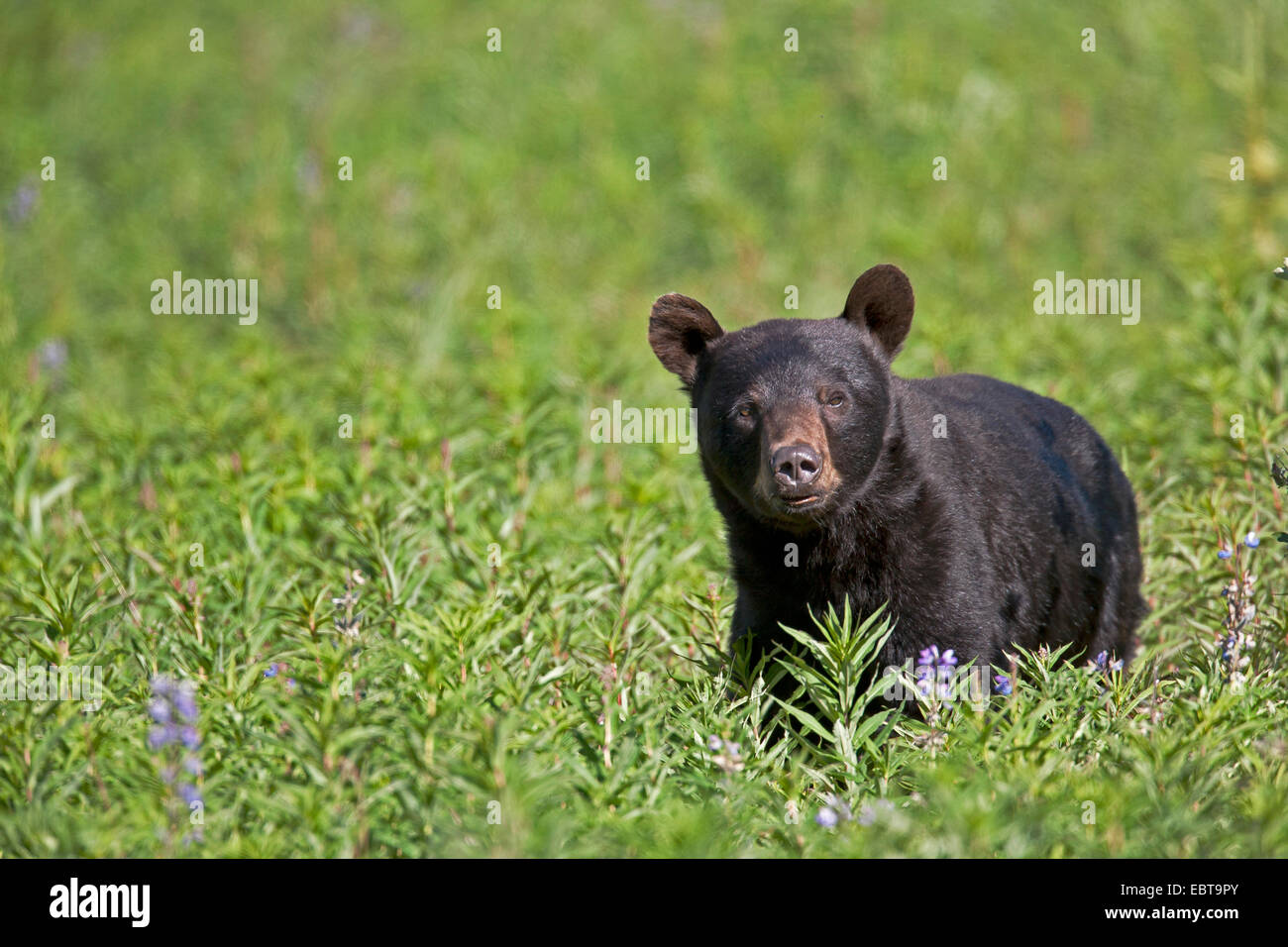 American black bear (Ursus americanus), juvenile standing in a meadow, Canada, British Columbia Stock Photo