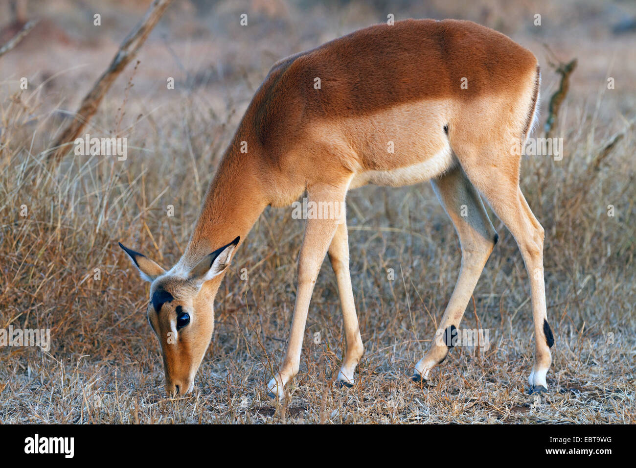 impala (Aepyceros melampus), grazing, South Africa, Krueger National Park Stock Photo