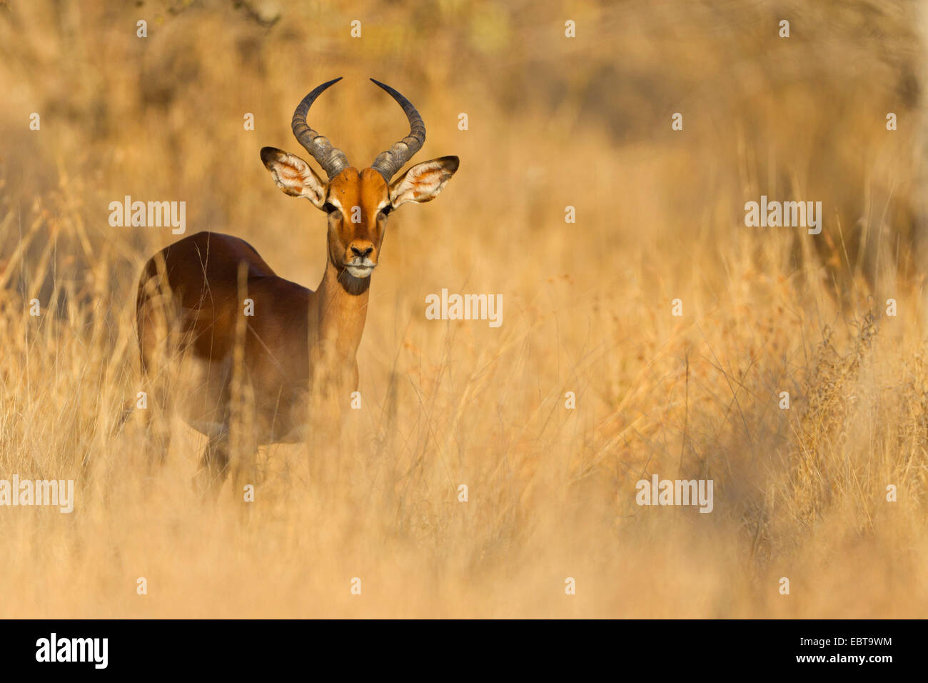 impala (Aepyceros melampus), male in savannah, South Africa, Krueger National Park Stock Photo