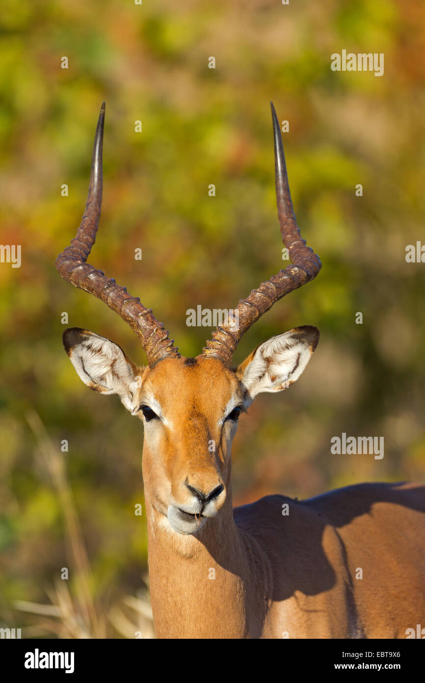 impala (Aepyceros melampus), portrait, South Africa, Krueger National Park Stock Photo