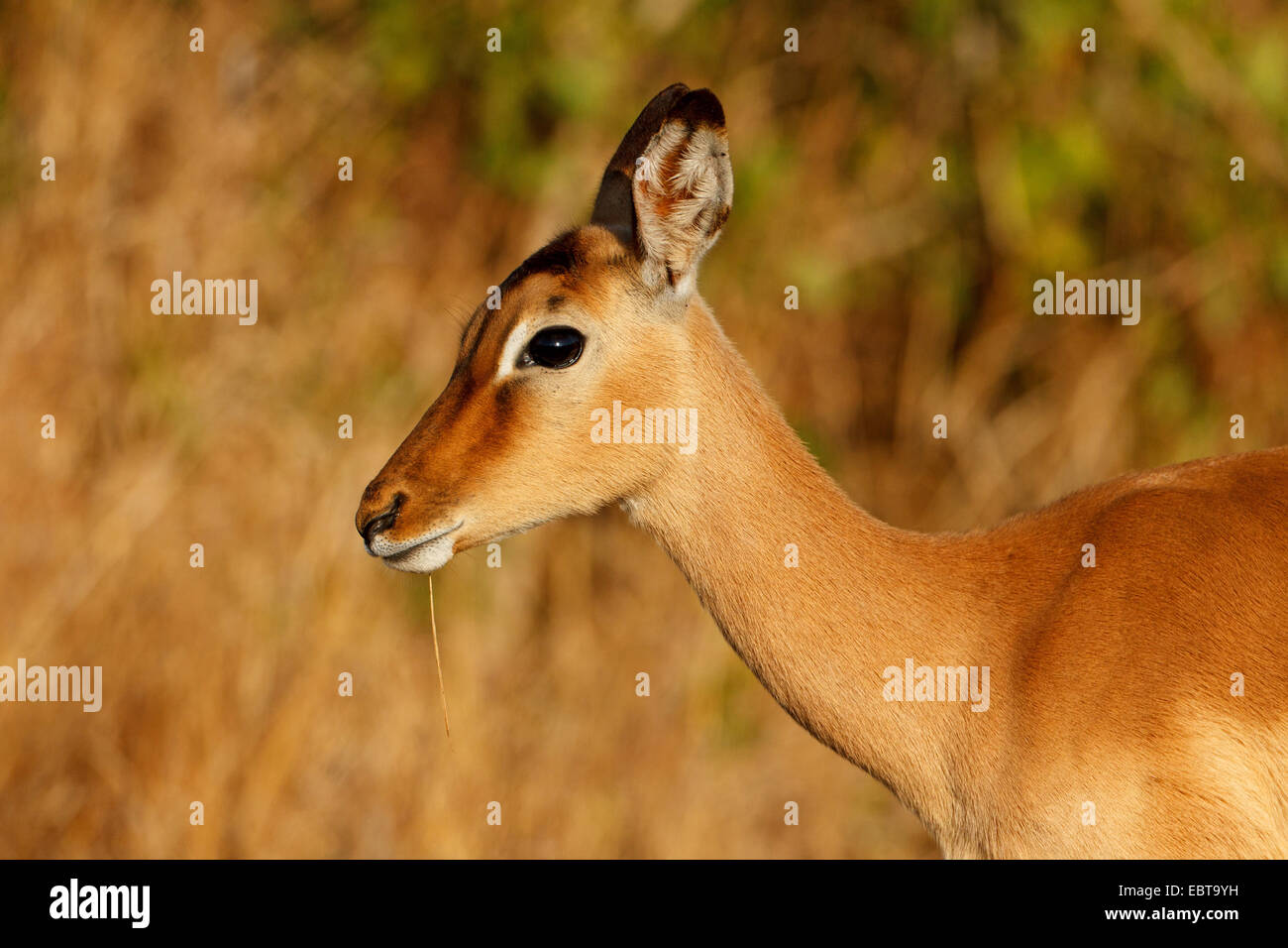 impala (Aepyceros melampus), female, portrait, South Africa, Krueger National Park Stock Photo