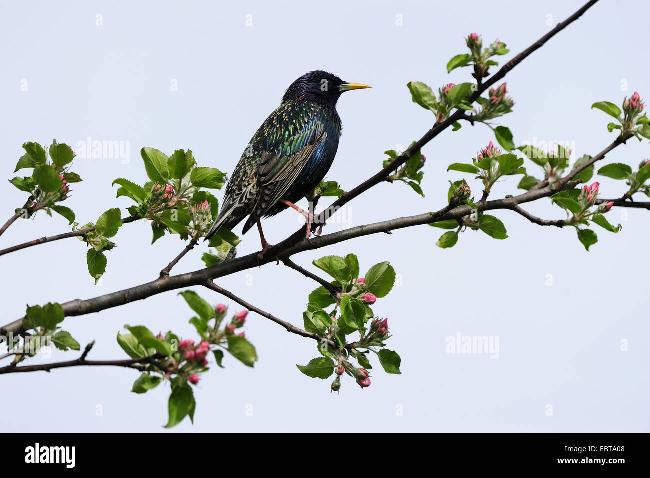 common starling (Sturnus vulgaris), sitting on a twig of an apple tree, Germany Stock Photo